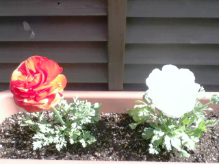 flower1.jpg