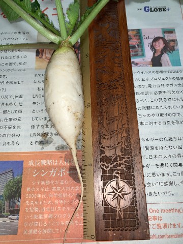 radish1.jpg