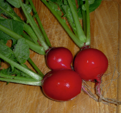 radish.png