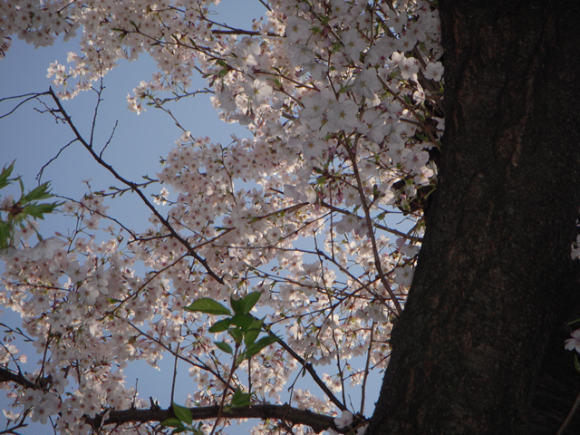 sakura.png