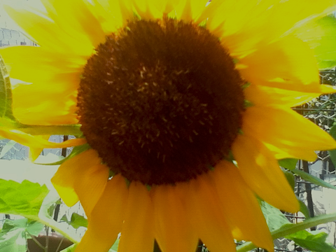 sunflower.png