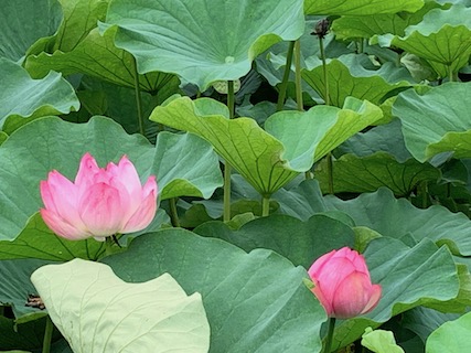 lotus2.JPG